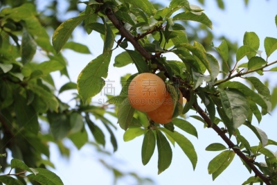 李树,梅酒,黄香李,李子,草地,水平画幅,绿色,水果,无人,蓝色