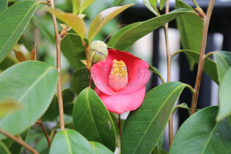 茶花,一个物体,轮盘赌转轮,松山,爱媛县,水平画幅,日本,户外,仅一朵花,红色