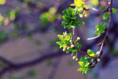 花蕾,春天,春湾,美,水平画幅,枝繁叶茂,无人,户外,明亮,新生活