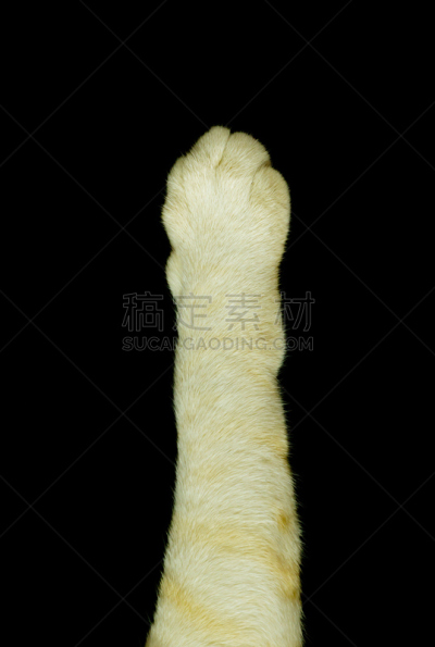 爪子,白色,猫,垂直画幅,褐色,可爱的,猫科动物,动物身体部位,背景分离,动物手