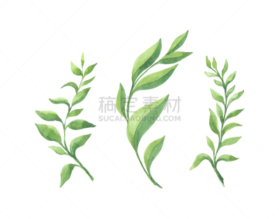 叶子,白色背景,分离着色,水彩画,色彩鲜艳,假叶树属,水彩颜料,嫩枝,水彩画颜料,枝