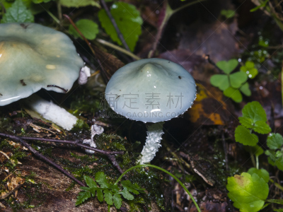 特写,蓝色,铜绿,蘑菇,铜绿菌,选择对焦,伞菌,浅的,褐色,水平画幅