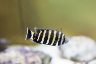 罗非鱼,鱼类,水平画幅,水下,黑色,华丽的,白色,水族馆,动物,条纹