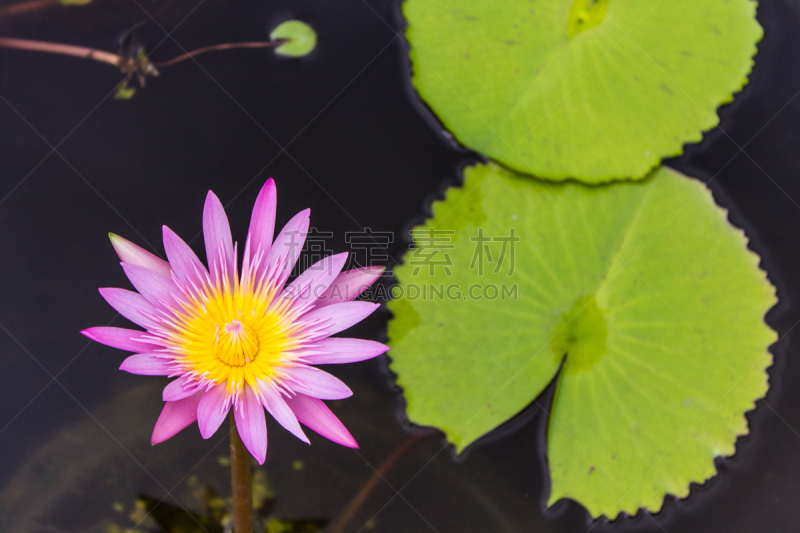 池塘,莲花,水生植物,水平画幅,睡莲,无人,户外,班戈寇科省,泰国,静水