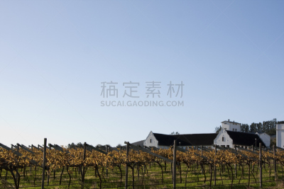 葡萄园,南非,葡萄酒厂,有蔓植物,水平画幅,无人,开普敦,非洲,赫曼努斯,户外