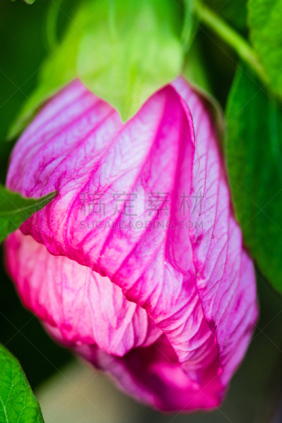 芙蓉葵,锦葵科,选择对焦,背景,特写,家庭,浅的,垂直画幅,美,芳香的