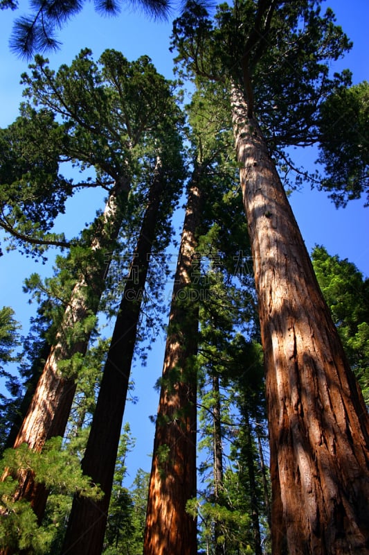 mariposa grove,美惠三女神,单身,giant sequoia,垂直画幅,天空,公园,过大的,无人,巨大的