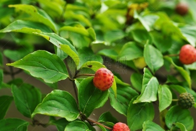 水果,山茱萸,水平画幅,绿色,无人,日本,夏天,茅崎,八月,红色