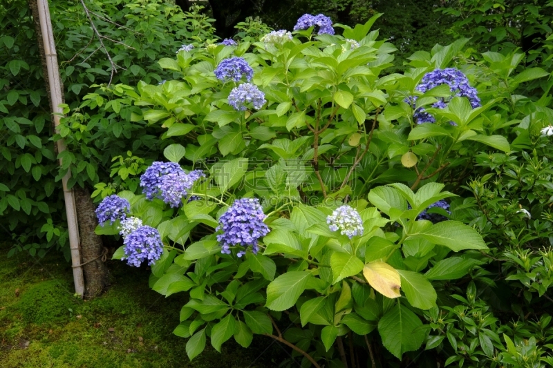 京都府,日本,八仙花属,片山,京都市,水平画幅,无人,雨季,夏天,摄影
