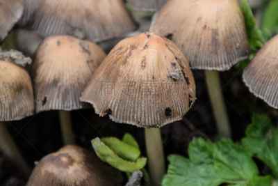 蘑菇,人造的,腰部以下,自然,野生动物,水平画幅,橙色,原始视频,秋天,无人