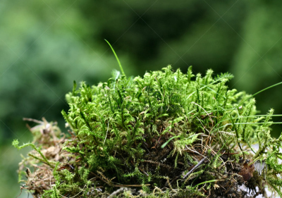 苔藓,大特写,杜松苔,泥炭藓,草原,水平画幅,枝繁叶茂,无人,木材,热带雨林