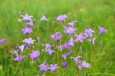 野风信子,野生植物,风铃草属,水平画幅,无人,夏天,组物体,户外,草,特写