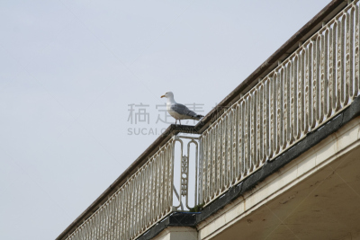 天空,栏杆,海滩,海鸥,蓝色,留白,水平画幅,19世纪风格,无人,鸟类