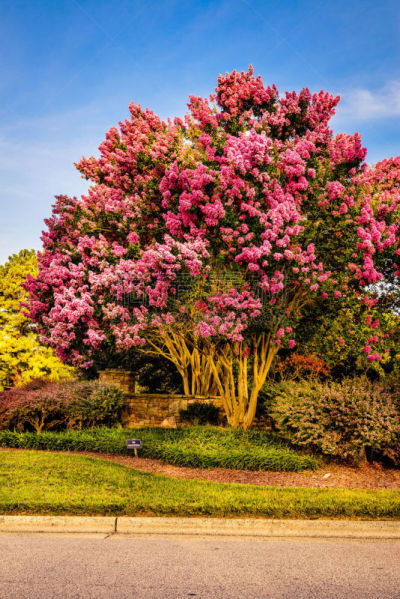 crepe myrtle tree,垂直画幅,天空,无人,草坪,夏天,户外,大门,草,植物