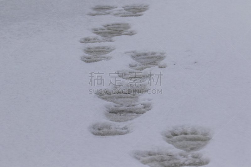 北极熊,水平画幅,马尼托巴湖,雪,爪子,动物身体部位,野外动物,户外,冰,哈得森海湾