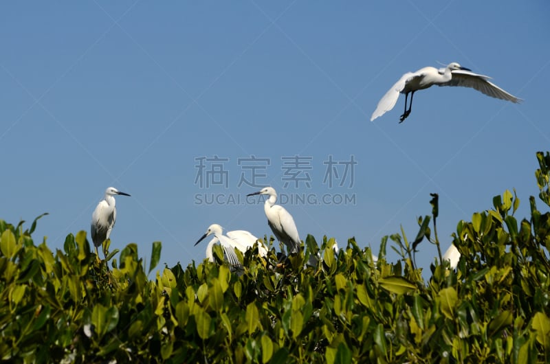 红树林,大白鹭,热带气候,野生动物,环境,白鹭,鹳,脖子,牛白鹭,池塘