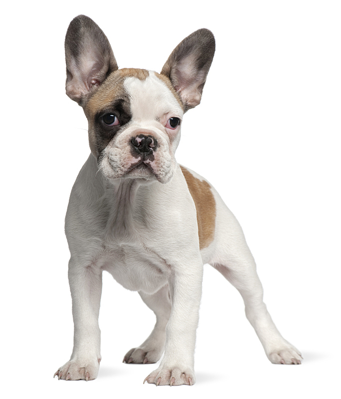 法国斗牛犬 小狗 正面视角 2到3个月 2到5个月 可爱的 动物主题 纯种犬 前面 背景分离图片素材下载 稿定素材