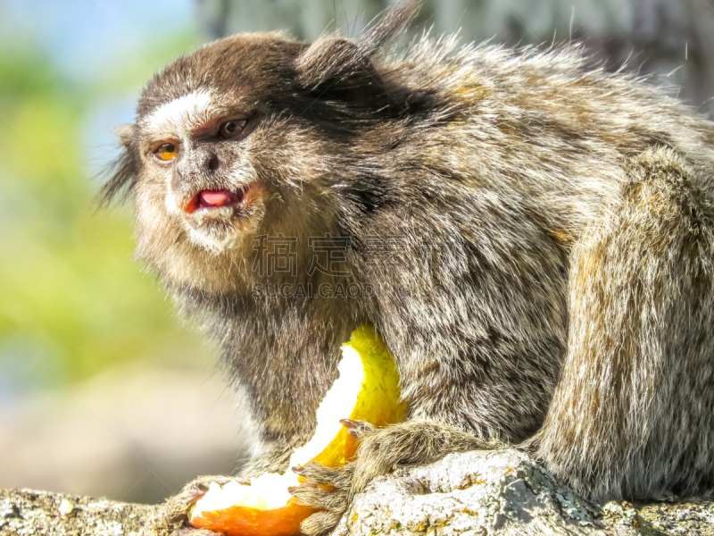 猴子,lion tamarin,狨猴,汽车起重机,热带音乐,自然,野生动物,水平画幅,动物习性,野外动物