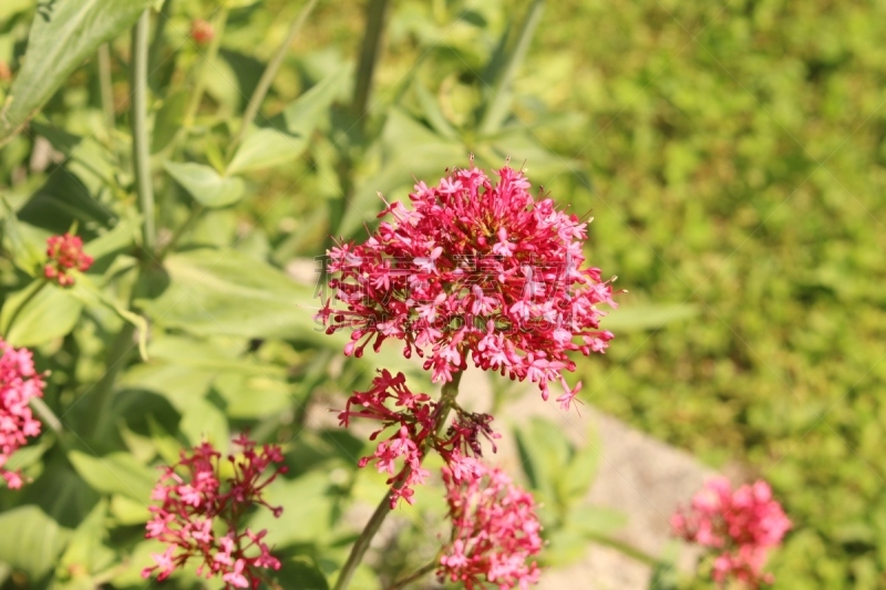 红缬草,美,芳香的,水平画幅,无人,组物体,户外,园艺展览,植物,大量物体