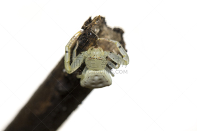 蟹蛛,昆虫,动物,白色,三角梅,图像,枝,干的,留白,水平画幅