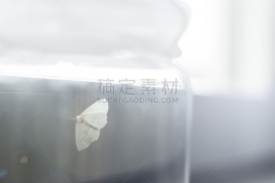 广口瓶,白蝴蝶,概念和主题,窗户,美,灰色,窗台,水平画幅,夜晚,科学