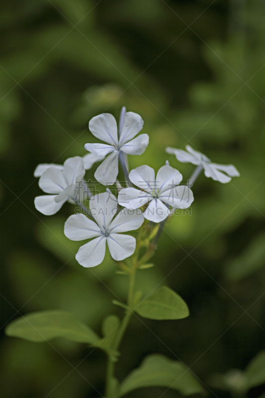 蓝茉莉,长春花属,斗篷,自然,垂直画幅,无人,印度,脆弱,白色,植物