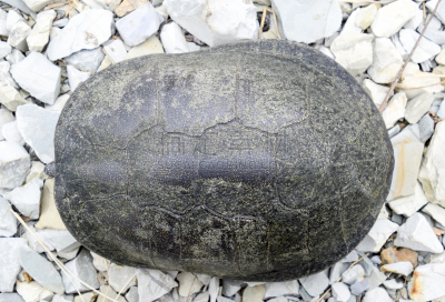 爬行纲,河流,海龟,贝壳,过去,母鹿,棍,平衡折角灯,温带雨林,隐藏