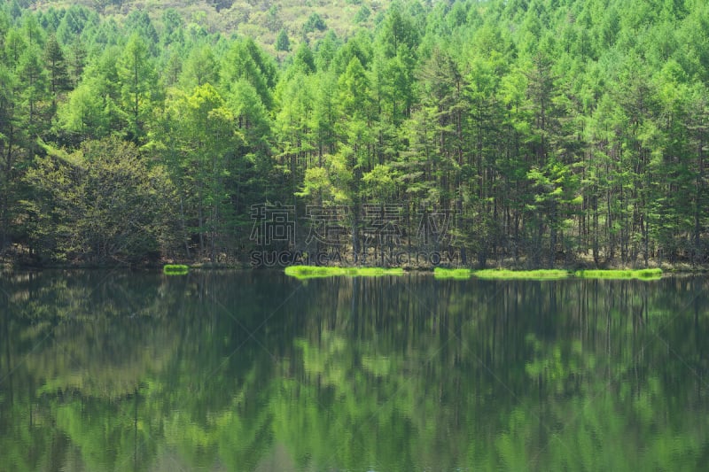 绿色,池塘,千野,长野县,水,美,水平画幅,枝繁叶茂,无人,纯净