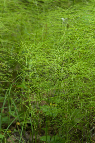 马尾,特写,森林,carboniferous,维管束,根状茎状植物,垂直画幅,纹理效果,林区,无人