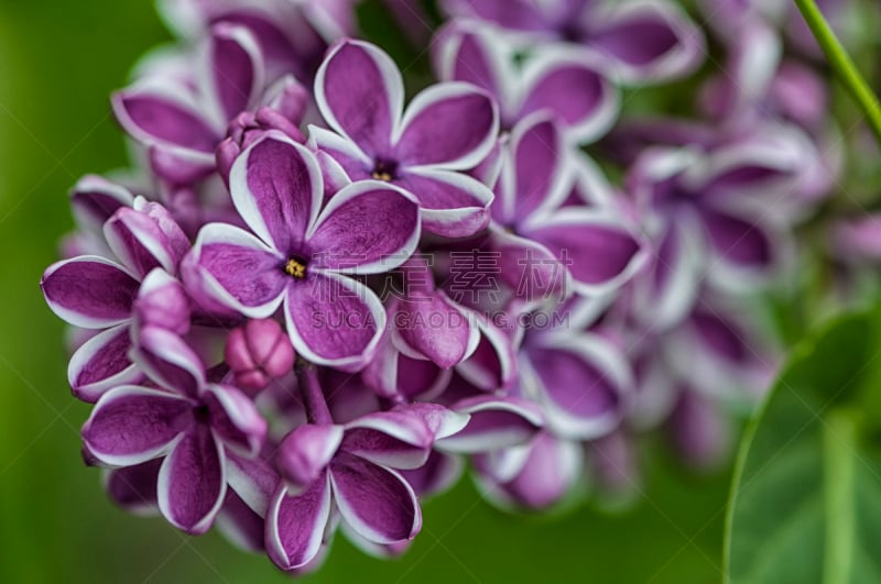 丁香花,鹭管鱼,自然,水平画幅,罗马尼亚,紫罗兰,无人,香水,花蕾,花