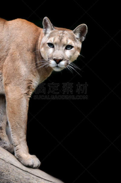彪马,美洲狮,食肉目,自然,垂直画幅,洛矶山脉,野生动物,蒙大拿州,猫科动物,野外动物