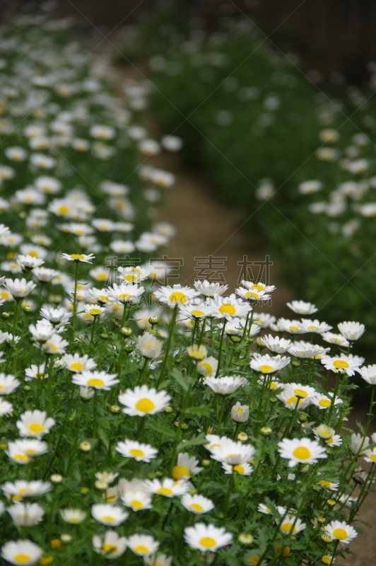 雏菊,北极点,小的,茼蒿菊,雪,白色,黄色,鲜花盛开,垂直画幅,图像