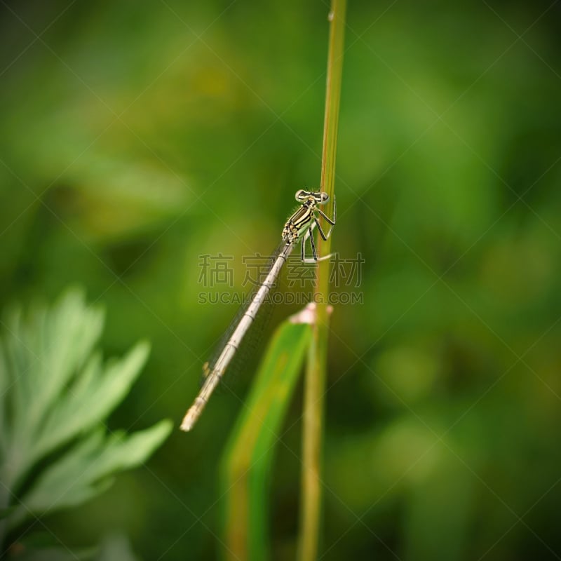 蜻蜓,自然,窄翅蜻蛉,野生动物,无人,蓝色,草,方形画幅,特写,豆娘