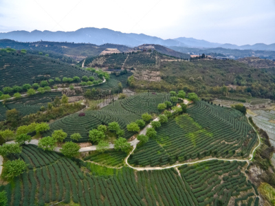 山,航拍视角,在上面,地形,日本茶道公园,穿入,指纹,梯田,公园,茶树