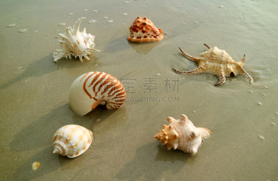 贝壳,泰国,海滩,自然美,数字6,鹦鹉螺,褐色,水平画幅,橙色,沙子