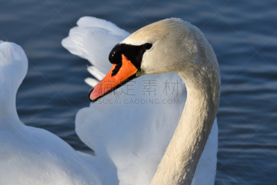 水,湖,白色,天鹅,注视镜头,特写,美,水平画幅,优美,鸟类