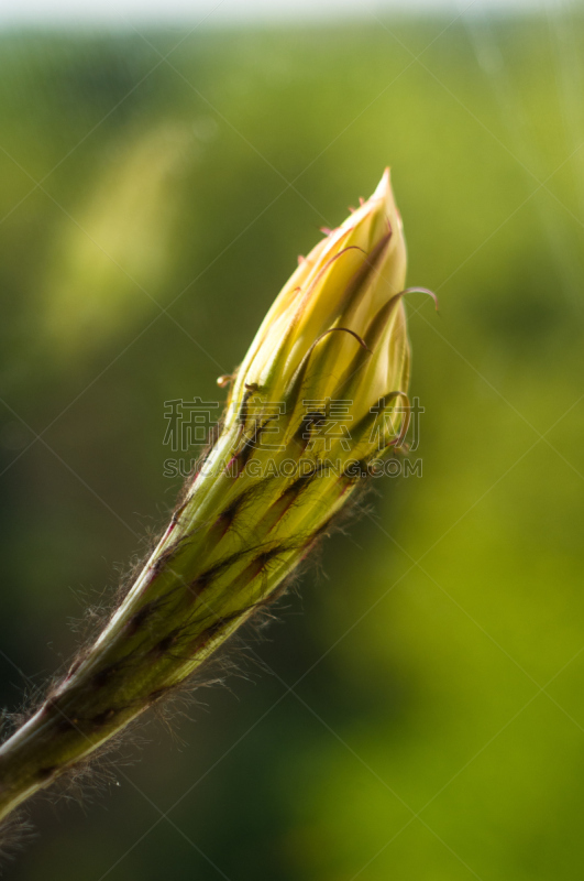 仙人掌,桶仙人掌,垂直画幅,芳香的,下水塞,装管,荆棘,尖利,夏天,干的