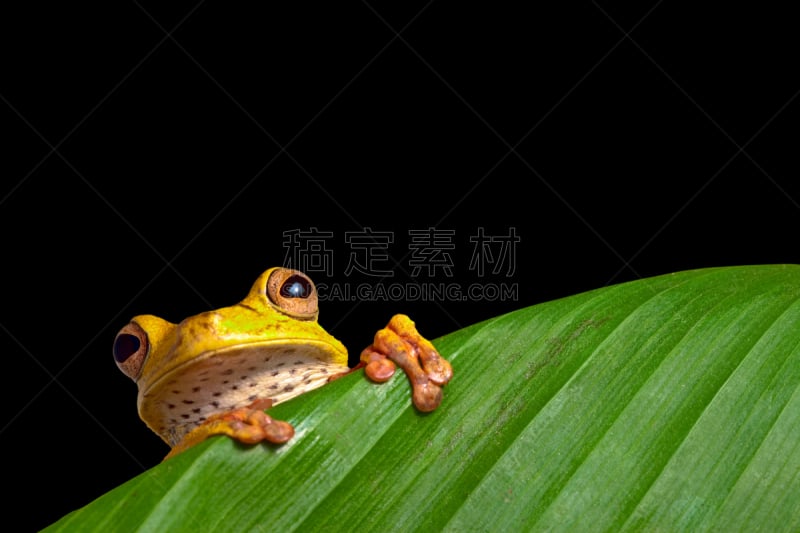 雨林,叶子,绿树蛙,秘鲁亚马孙,濒危物种,热带气候,野生动物,青蛙,蟾蜍,色彩鲜艳