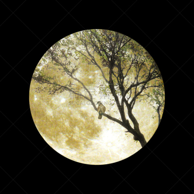 鸟类,秃树,天空,公园,夜晚,无人,月亮,古老的,古典式,户外