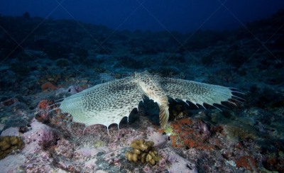 Sea Robin,塔西提岛,法国海外领土,野生动物,水平画幅,无人,蓝色,水下,野外动物,海洋