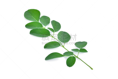 叶子,辣木植物,白色背景,辣木树科,山葵,神迹,萝卜,自然,水平画幅,无人