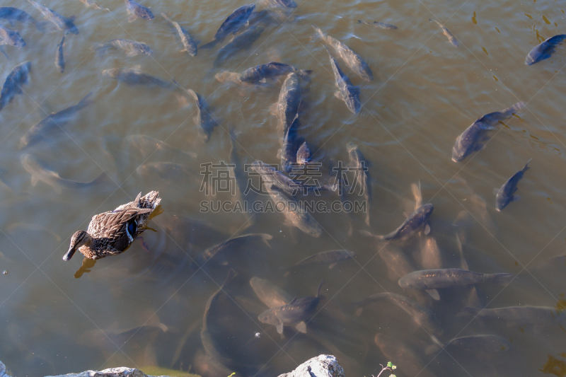 鲤鱼,树园,动物的鳞,水,动物嘴,水平画幅,园艺,巨大的,海产,户外