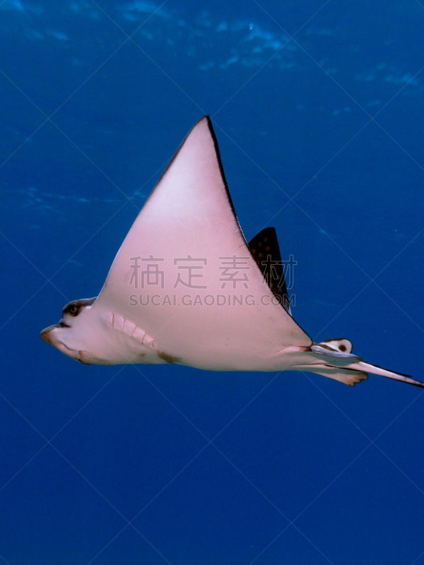 eagle ray,牛鼻魟,魟鱼,自然,垂直画幅,在下面,水,野生动物,水肺潜水,无人