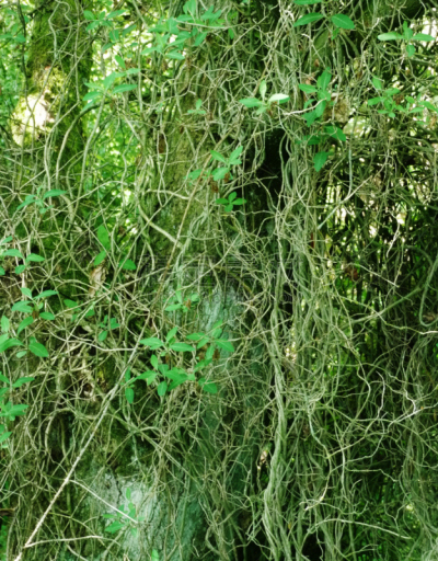 缠结的,有蔓植物,绿色,垂直画幅,褐色,枝繁叶茂,林区,巨大的,湿,附生植物