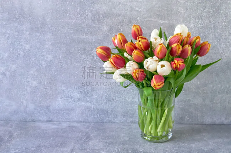 郁金香 花束 白色 节日 玻璃 红色 灰色背景 花瓶 背景 温带的花图片素材下载 稿定素材 郁金香 花束 白色 节日 玻璃 红色 灰色背景 花瓶 背景 温带的花图片素材下载 稿定素材