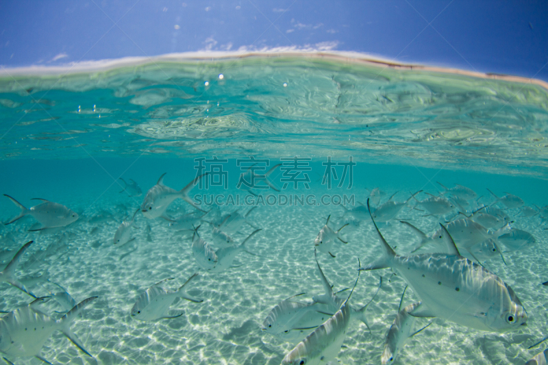 水下,鱼类,水,天空,水晶,蓝色,充满的,旅途,热带气候