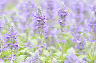 蓝色,鼠尾草,gilia,艺术,水平画幅,紫罗兰,无人,夏天,泰国,草本