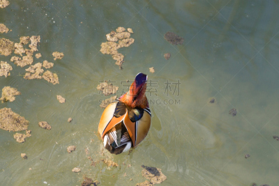 特写,鸳鸯,河流,意大利,热带鸟,褐色,水平画幅,家禽,鸟类,动物身体部位