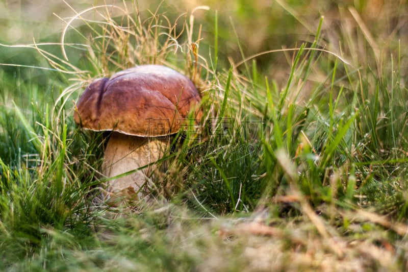 Setas de otoño en su habitat natural. Boletus Edulis, Amanita Muscaria, Panaleolus. Bosque en España, Europa.