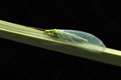 lacewing,夜晚,水平画幅,绿色,动物身体部位,节肢动物,翅膀,黑色,脆弱,触角
